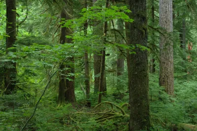 Mack Creek old-growth forest