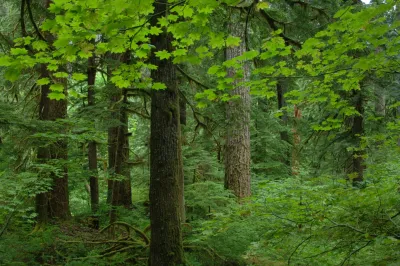 Mack Creek old-growth forest