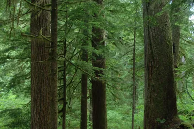 Mack Creek old-growth forest