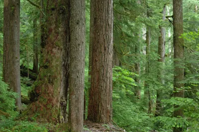 Mack Creek old-growth forest