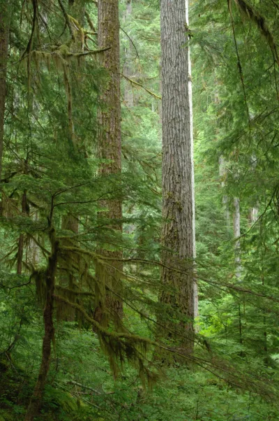 Mack Creek old-growth forest