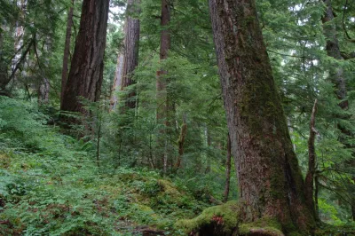 Mack Creek old-growth forest
