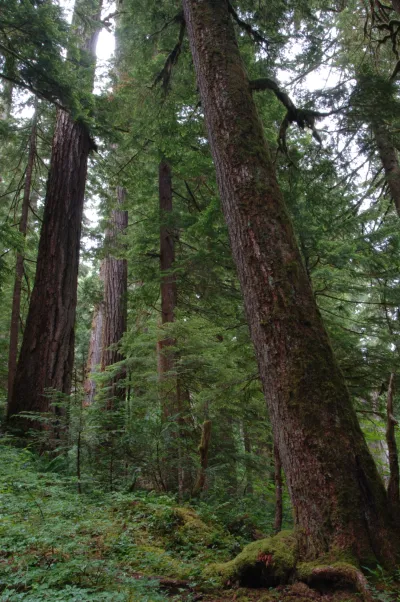Mack Creek old-growth forest