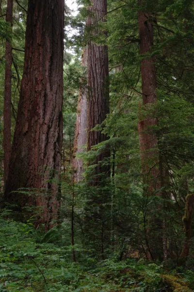 Mack Creek old-growth forest