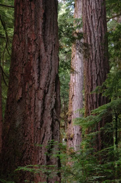 Mack Creek old-growth forest