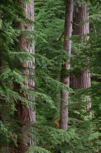 Mack Creek old-growth forest