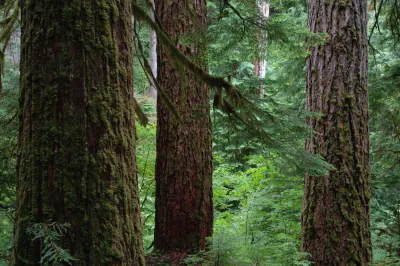 Mack Creek old-growth forest