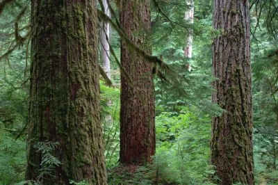 Mack Creek old-growth forest