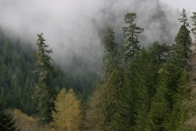 Lookout Creek old-growth forest