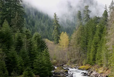 Lookout Creek old-growth forest