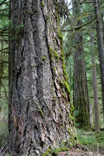 Lookout Creek old-growth forest