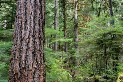 Lookout Creek old-growth forest