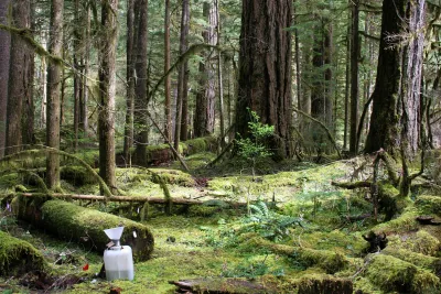 Lookout Creek old-growth forest