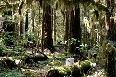 Lookout Creek old-growth forest