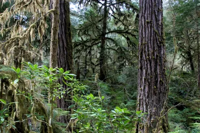 Lookout Creek old-growth forest