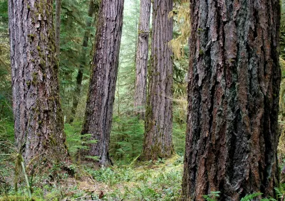 Lookout Creek old-growth forest