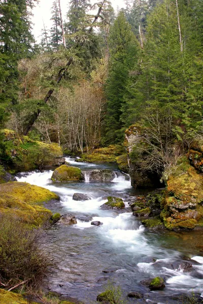 Lookout Creek old-growth forest