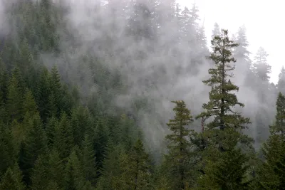 Lookout Creek old-growth forest