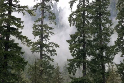 Lookout Creek old-growth forest