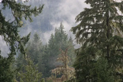 Lookout Creek old-growth forest