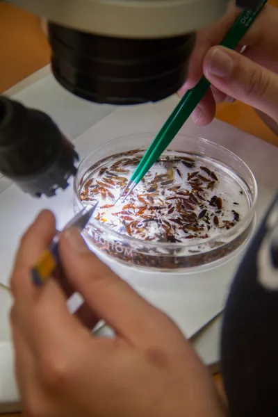 Insect lab work for the phenology project, July 2014