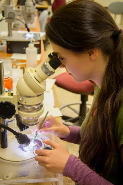 Insect lab work for the phenology project, July 2014