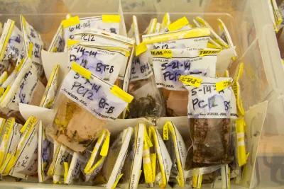 Insect lab work for the phenology project, July 2014