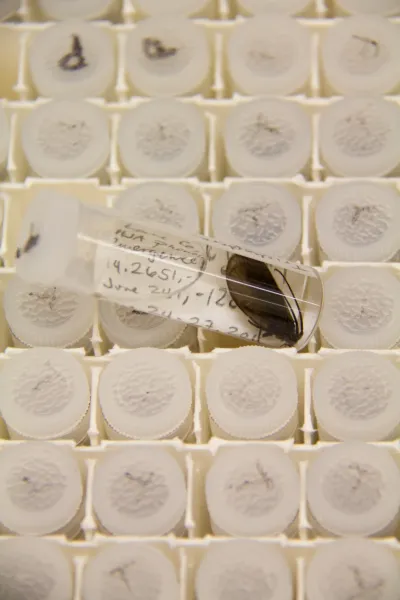 Insect lab work for the phenology project, July 2014