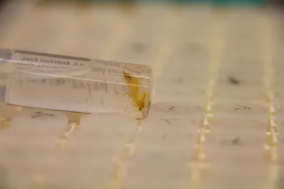 Insect lab work for the phenology project, July 2014