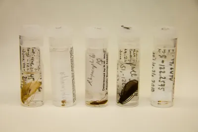 Insect lab work for the phenology project, July 2014