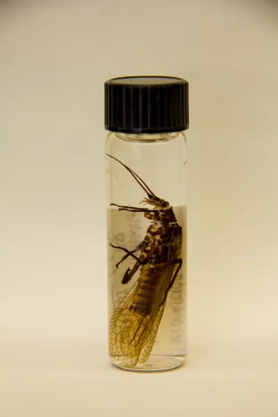 Insect lab work for the phenology project, July 2014