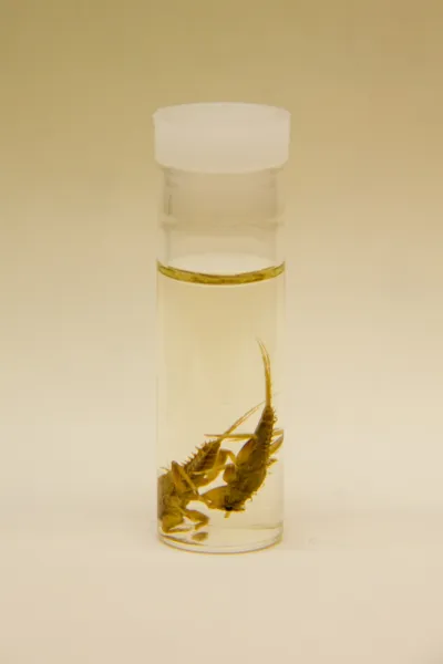 Insect lab work for the phenology project, July 2014