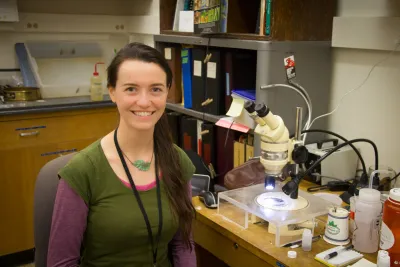 Insect lab work for the phenology project, July 2014