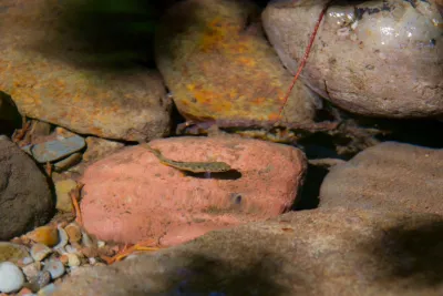 Stream Ecology field work, July 2014