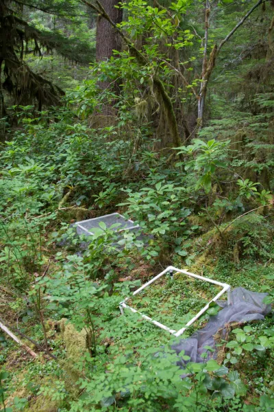 Plant Phenology field work, July 2014