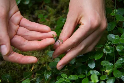Plant Phenology field work, July 2014