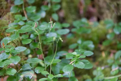 Plant Phenology field work, July 2014