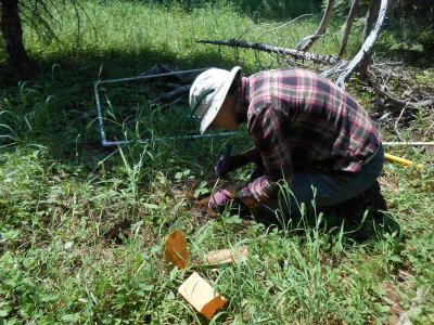 Meadow Ecology field work, July 2014