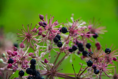 Plants at the Andrews Forest