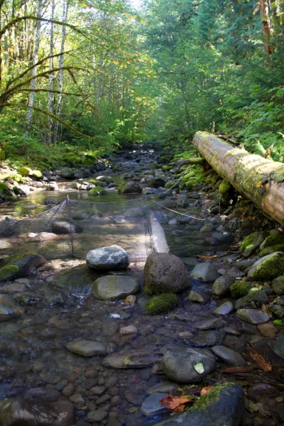 SCALER field work at the Andrews Forest