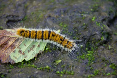 caterpillar