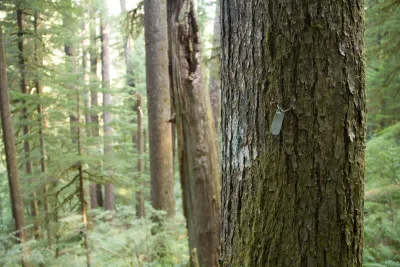 tagged tree