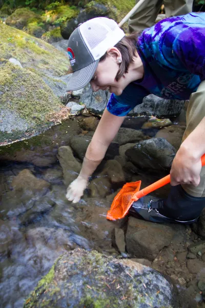 sampling fish and salamanders