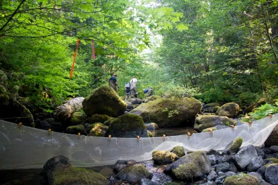sampling fish and salamanders