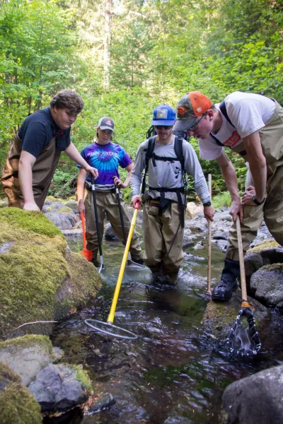 sampling fish and salamanders