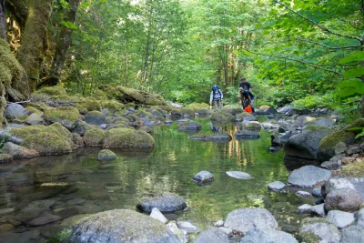 sampling fish and salamanders