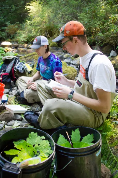 sampling fish and salamanders