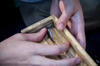 measuring length of fish