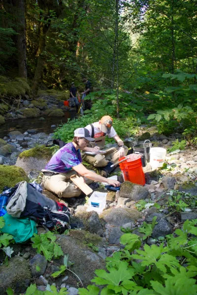 recording length and weights of fish and salamanders