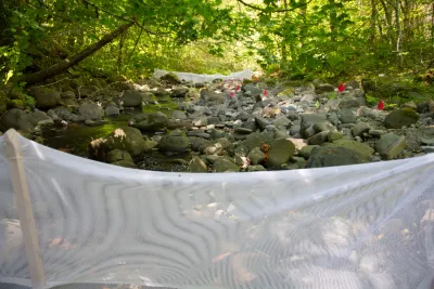 stream reach for salamander study